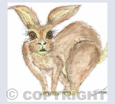 wild hare