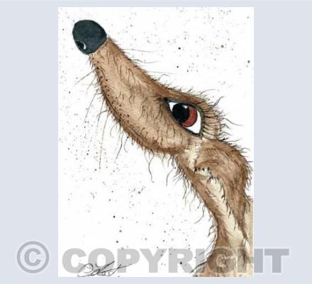 scruff the dog