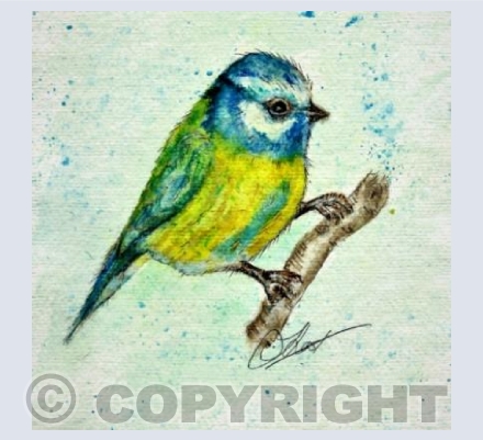 Blue tit  bird