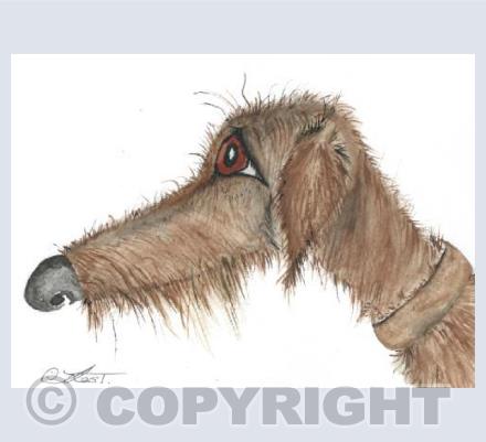 Long haired Lurcher
