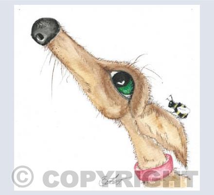 Green Eyed Lurcher