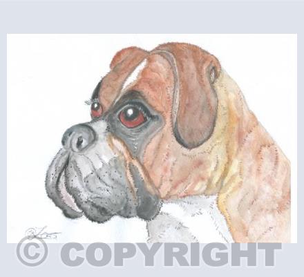 Boxer dog