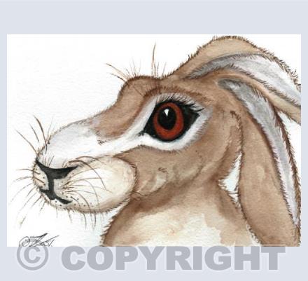long eared Hare