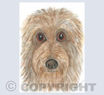 Labradoodle