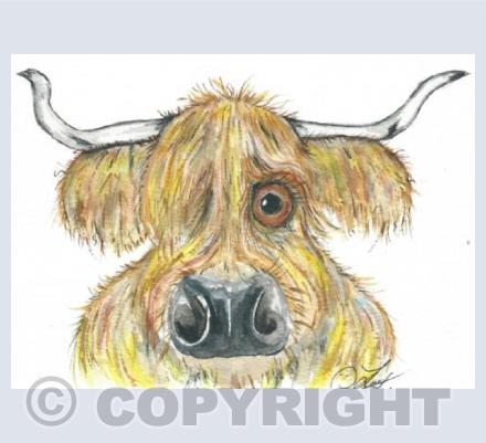 highland cow