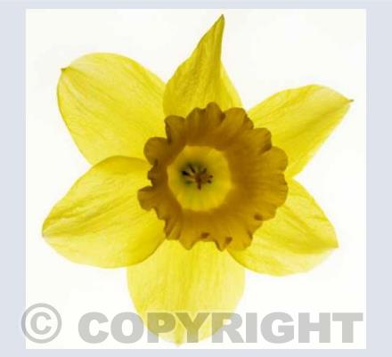Daffodil