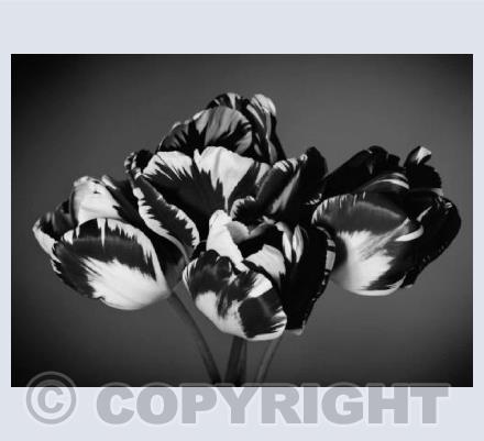 Tulips One