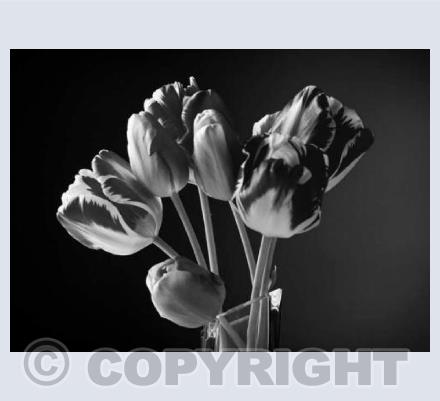 Tulips Two