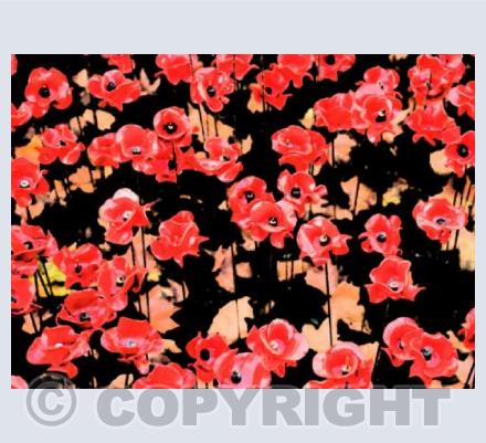 Poppies at the Tower