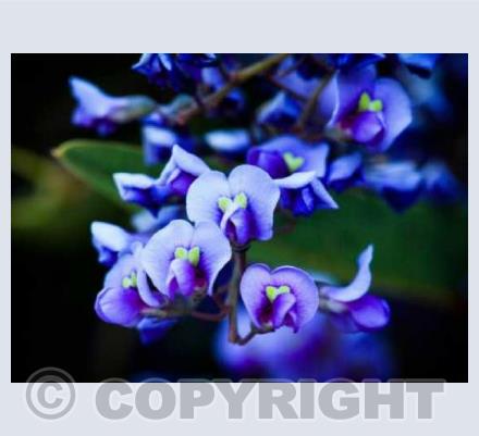 Flowers Three