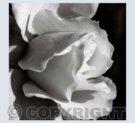 Monochrome Rose