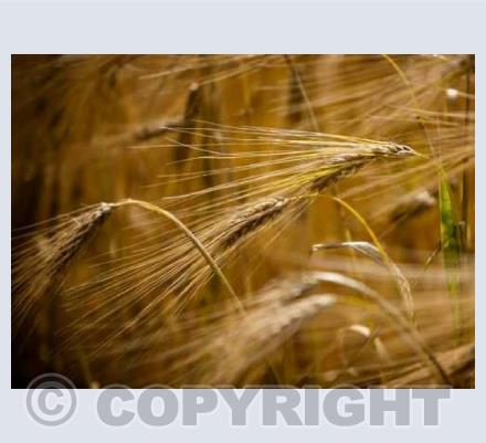 Wheat Ears