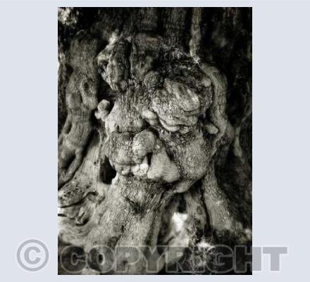 Sleeping Troll