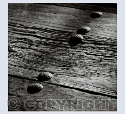 Wood Texture