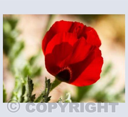 Papaver Orientale