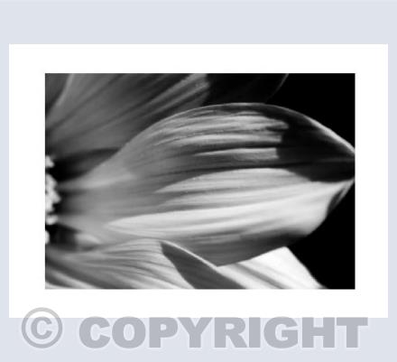Macro Leaf