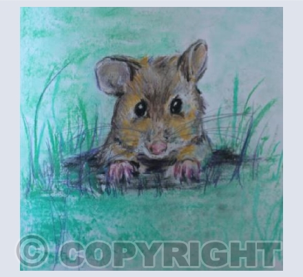 Field Mouse