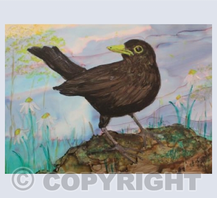 Black birds beauty