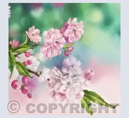 Blossom After The Rain