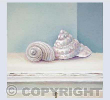 Shell Still Life II