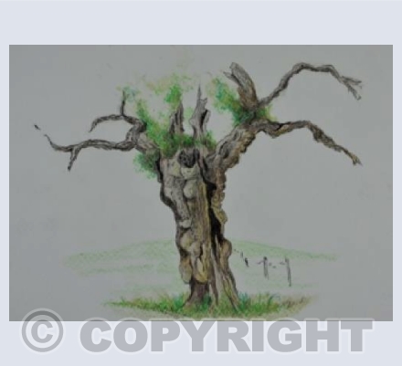 Historic Oak 