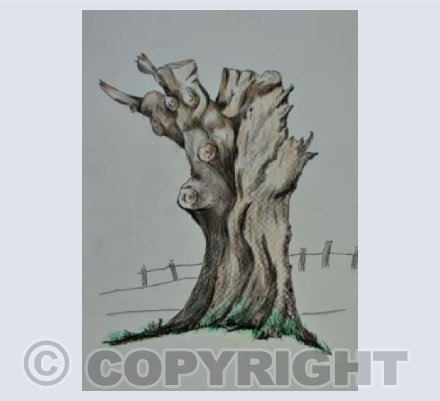 Witches Tree