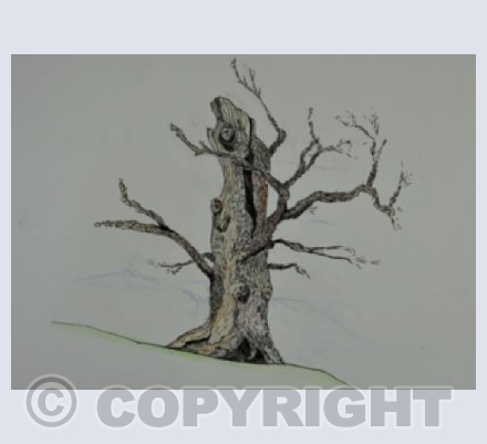 Stump on the Hill