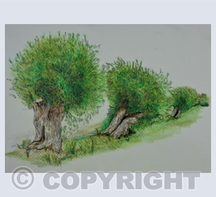 Somerset Willows