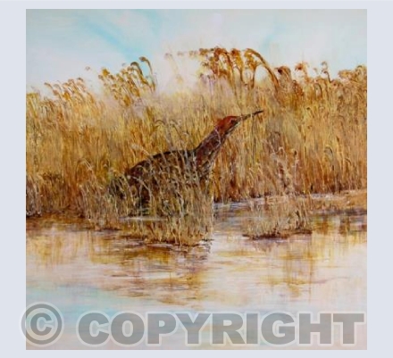 Bittern in the reeds