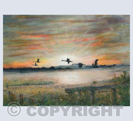 Swans at Daybreak
