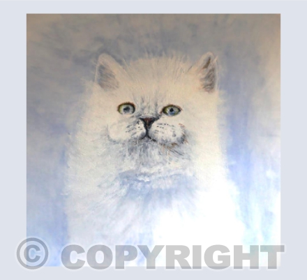 kitty