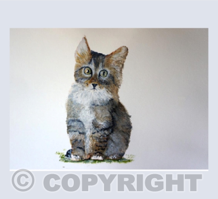 Kitten