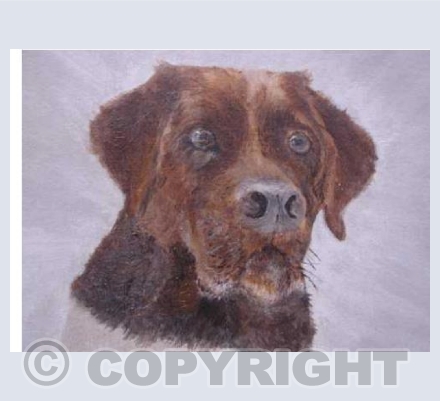 Wily Labrador