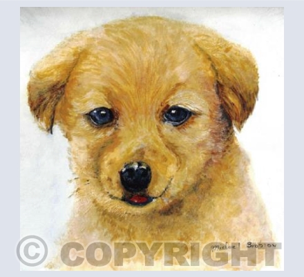 Puppy 