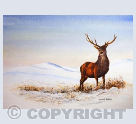 Highland Stag