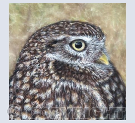 Little Owl