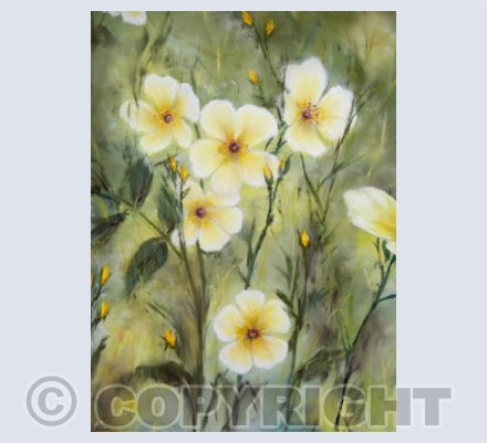 Summer Roses