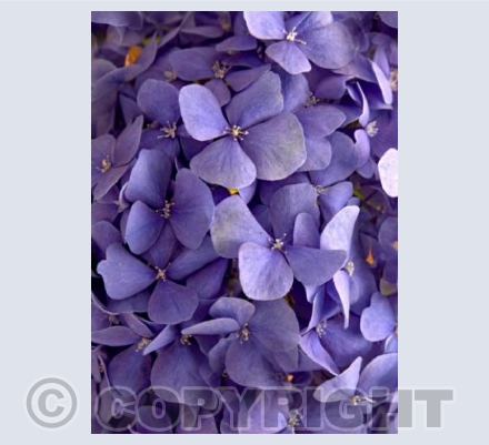 Purple is Beautiful