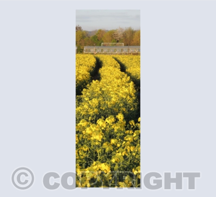 Somerset Gold