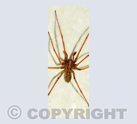 Incy Wincy Spider...