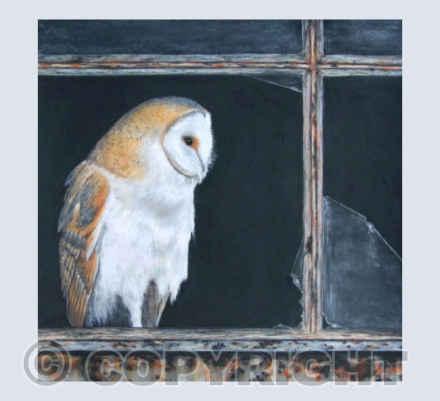 Midnight Owl