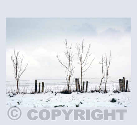 Winter Silence