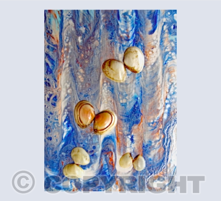 Sea Butterflies