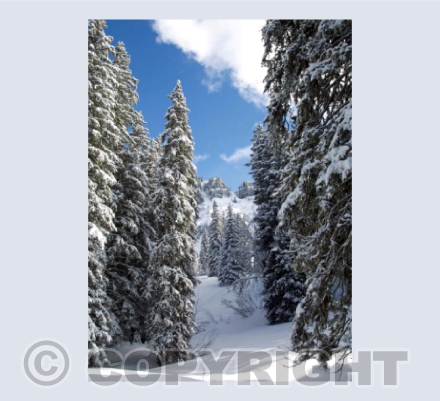 Let's Go For a Walk in the Snow