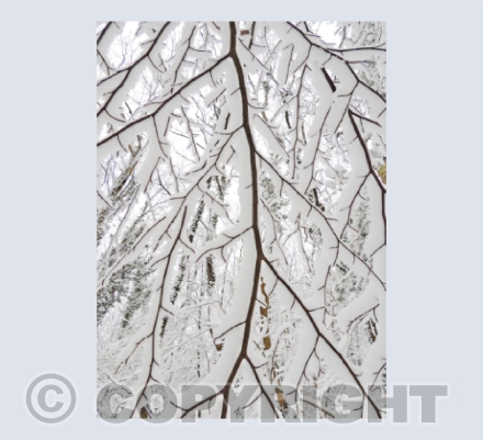 Winter Lace
