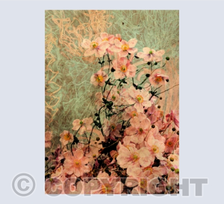 Watch The Cosmos Grow