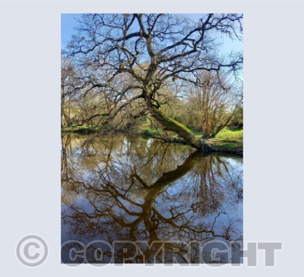 A Graceful Tree