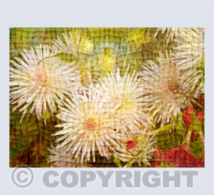 Dahlia, Quilted
