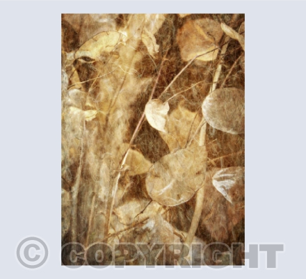 Honesty Still Life