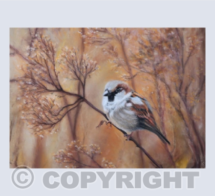 Little Sparrow